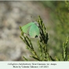 callophrys chalybeitincta imago anapa1